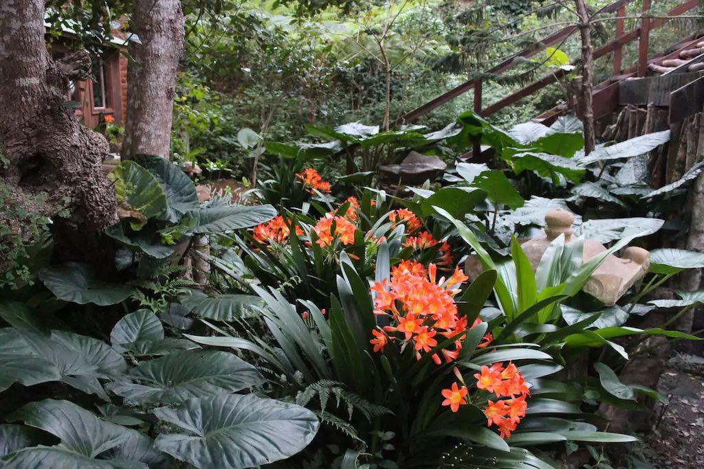 Nature'S Valley Health Retreat A Hide Away In The Forest Exteriör bild